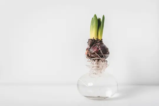 Un bulb de zambilă cu pielea maro închis, rădăcini albe și câteva tije verzi deschise la culoare stă într-o vază de sticlă