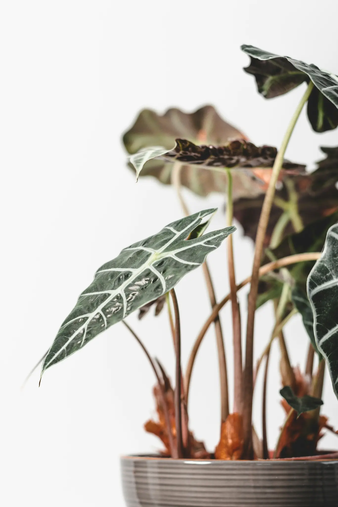 Lähikuva Alocasia-kasvista, jonka tummanvihreät, nuolenmuotoiset lehdet ovat näyttävän valkoiset suonet, harmaassa…