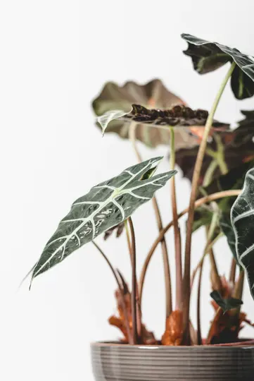 Nærbillede af en Alocasia-plante med mørkegrønne, pilformede blade med markante hvide årer, i en grå…