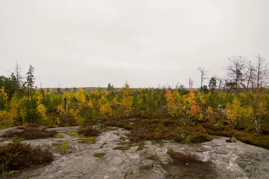 Et bredt billede af en efterårsskov med levende gule og orange blade på træerne, set fra en grå klippe.