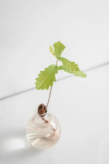 A close-up shot of a small oak sapling with several green leaves, a brown stem, and visible roots growing from an acorn in…