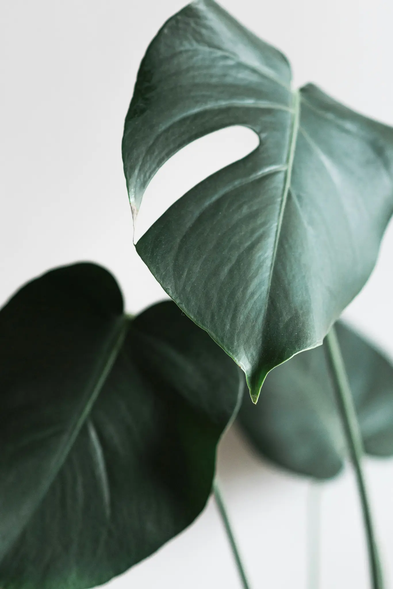A close-up shot of a dark green Monstera leaf with a natural hole, positioned against a soft white background. Another leaf…