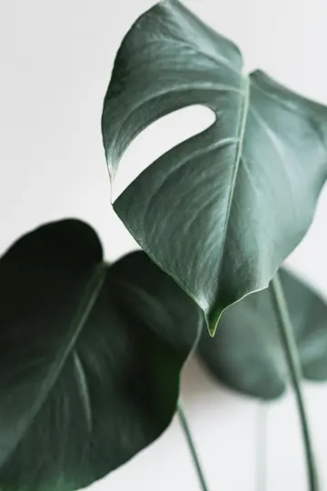 A close-up shot of a dark green Monstera leaf with a natural hole, positioned against a soft white background. Another leaf…
