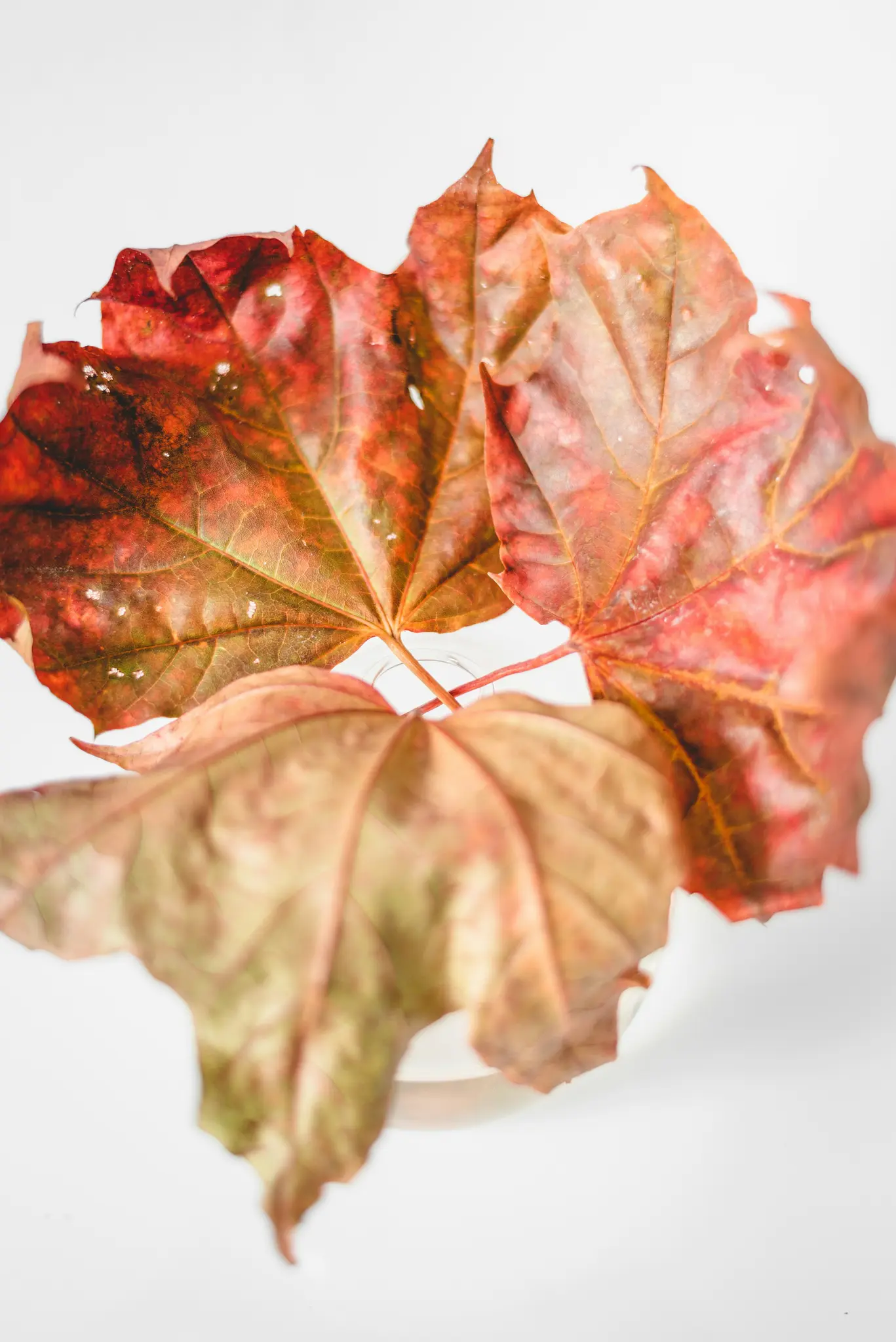 Three autumn leaves, predominantly red and orange with some green, are arranged against a clean white background. The…
