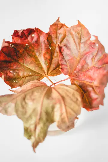 Three autumn leaves, predominantly red and orange with some green, are arranged against a clean white background. The…