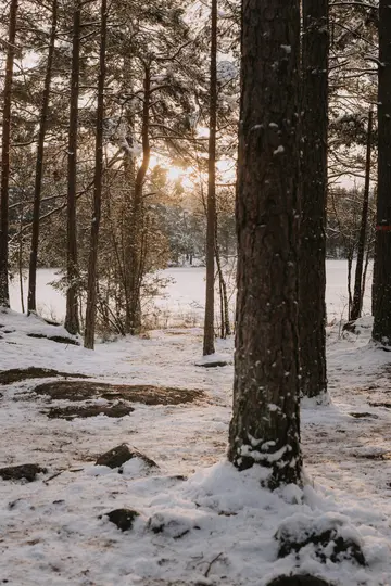 A winter forest scene with snow-covered ground and tall pine trees. A frozen lake is visible in the background, with the…