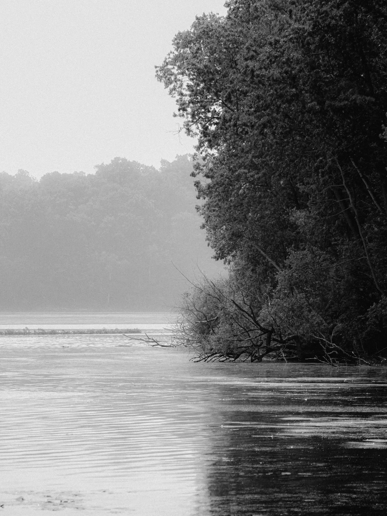 Černobílá fotografie klidného jezera nebo řeky. Husté stromy lemují pravý břeh, některé větve se noří do vody.