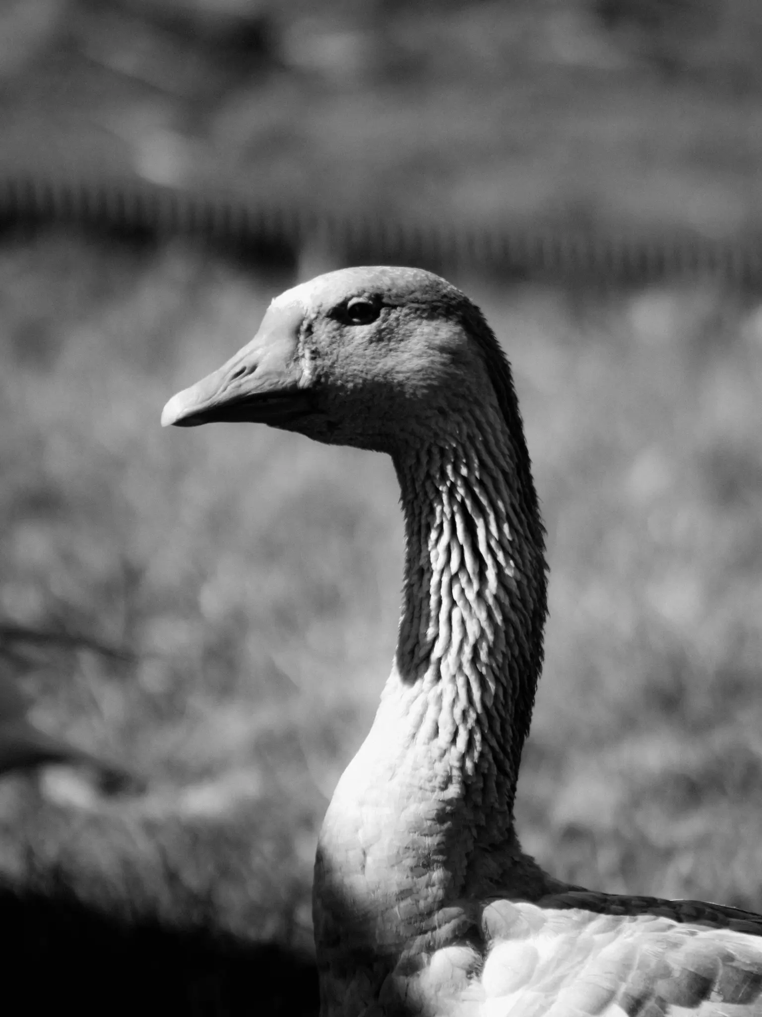 Černobílá detailní fotografie hlavy a krku husy hledící vlevo. Pozadí tvoří rozmazaná tráva a plot.