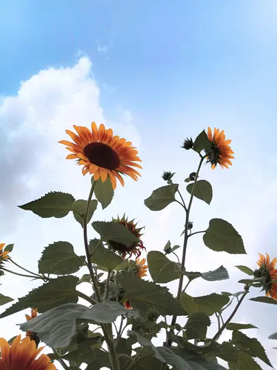 Et lavvinklet billede af flere solsikker med levende orange kronblade og mørke centre, der rækker mod en blå himmel med