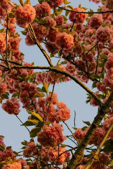 Et lodret nærbillede af et træ fyldt med tætte klynger af levende lyserøde blomster og nogle grønne blade, oplyst…