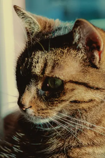 Et nærbillede i profil af en stribet kats hoved, vendt mod venstre. Katten har grønne øjne og tydelige knurhår.