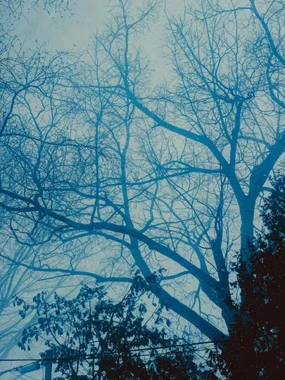 A high-contrast, blue-toned image of bare tree branches reaching upwards, with some darker foliage and power lines at the…