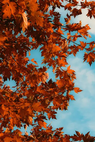 Et levende nærbillede af adskillige orange og rødbrune ahornblade, der fylder rammen, mod en klar blå himmel med…