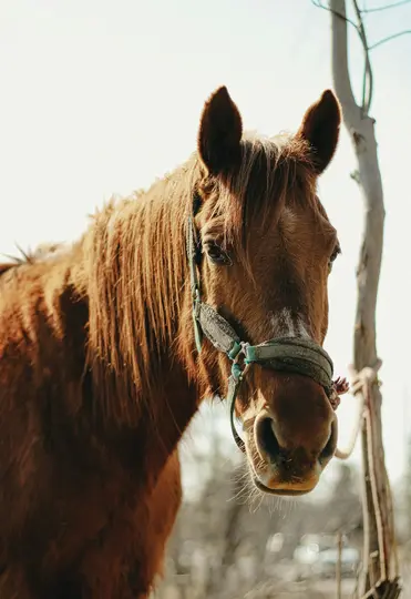 En brun hest med mørk manke og en hvid blis på panden kigger direkte på kameraet. Den bærer en slidt grime med...