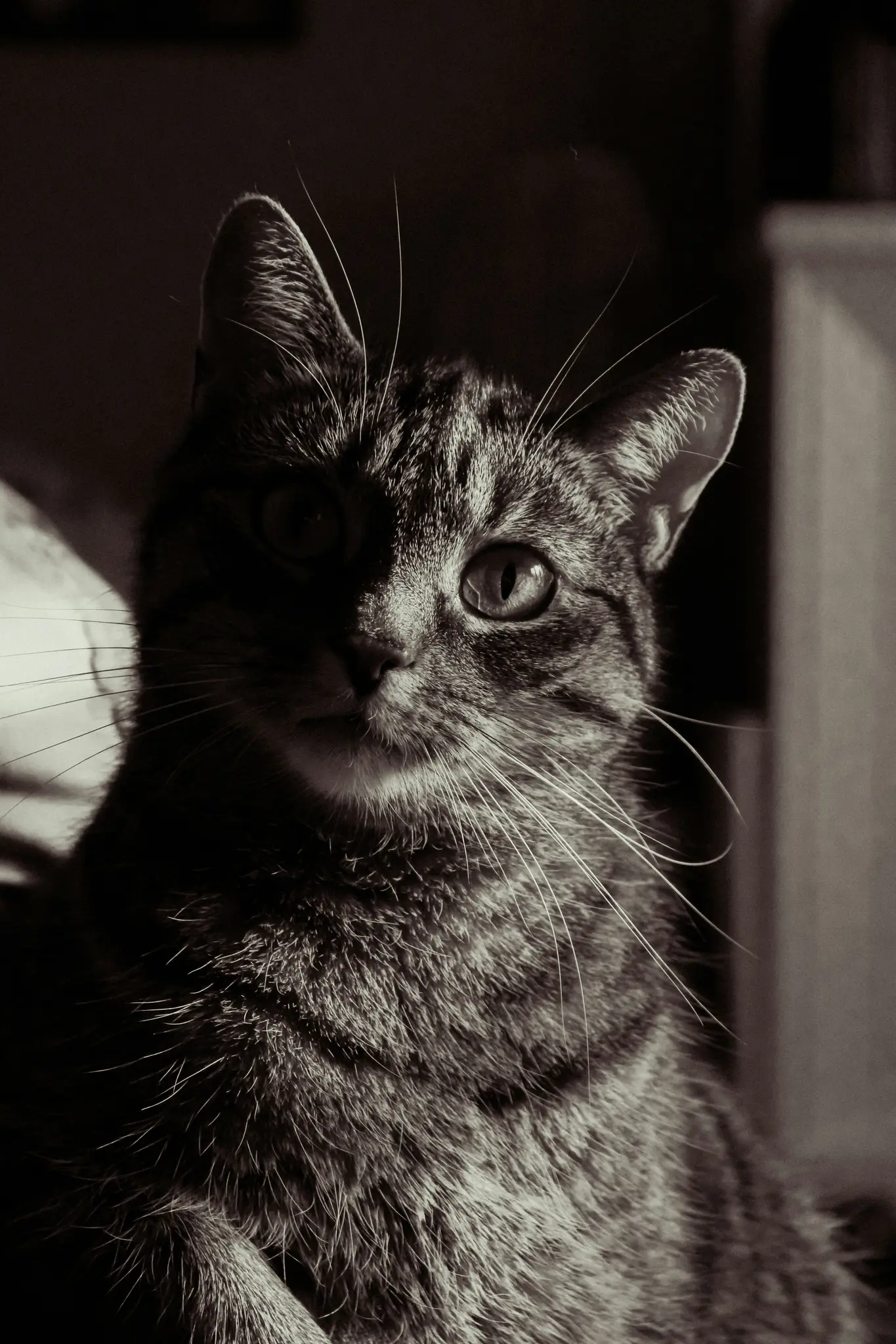 A black and white close-up of a tabby cat. One side of its face is brightly lit, highlighting its eye and whiskers.