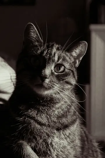 A black and white close-up of a tabby cat. One side of its face is brightly lit, highlighting its eye and whiskers.