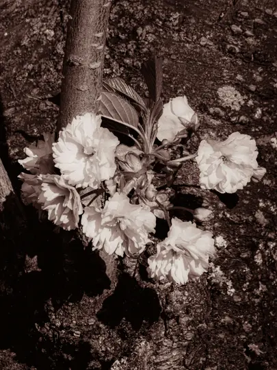 Nærbillede, sepia-tonet foto viser en klynge af sarte, lyse blomster og knopper med grønne blade mod mørk…