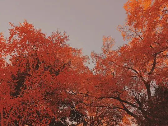 En lavvinklet udsigt over flere træer med tæt, levende orange og rødt efterårsløv mod en bleg, overskyet himmel.