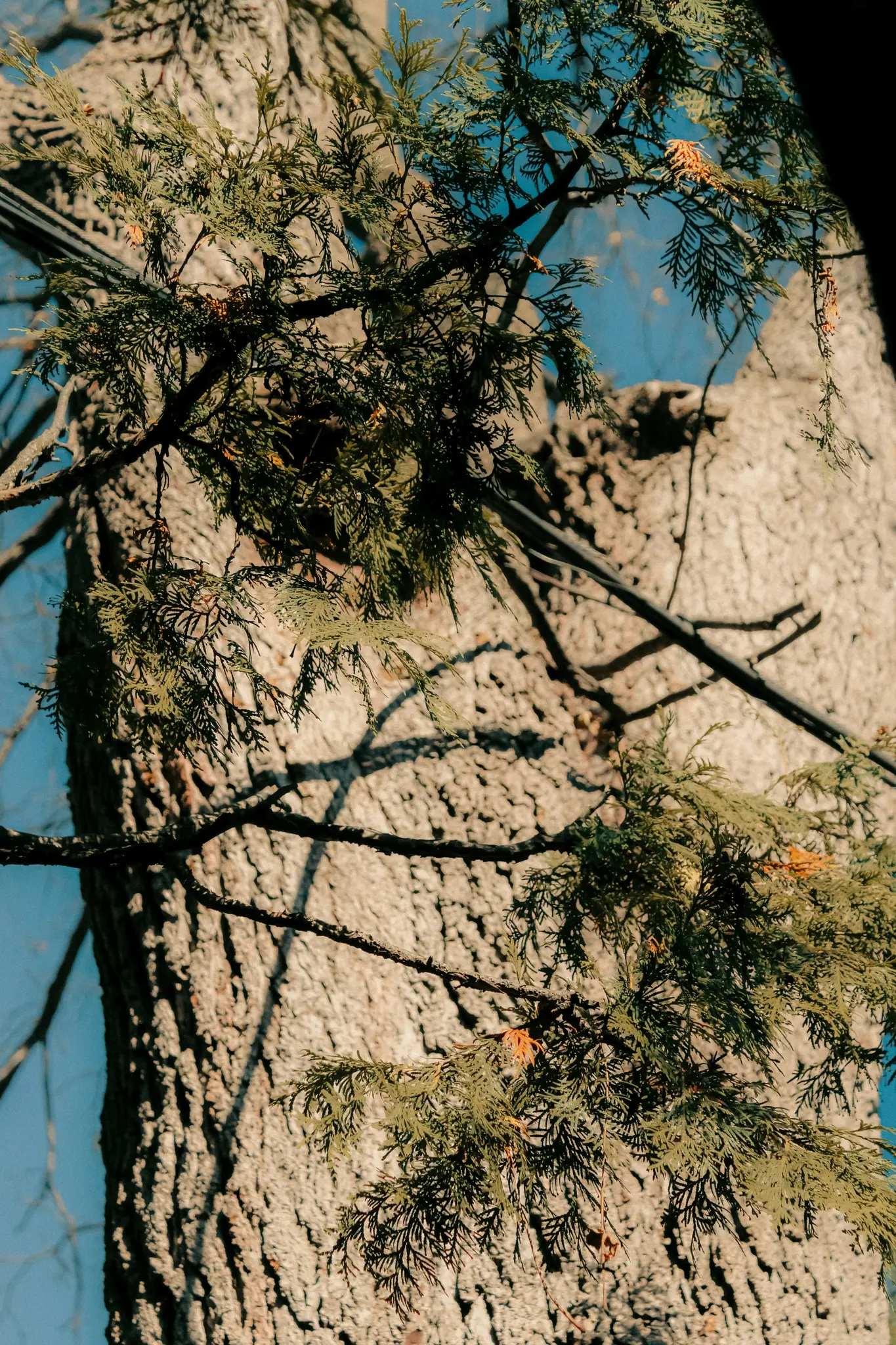 Una ripresa ravvicinata dal basso di un tronco d'albero texturizzato con fogliame verde scuro e piumato in primo piano. Un