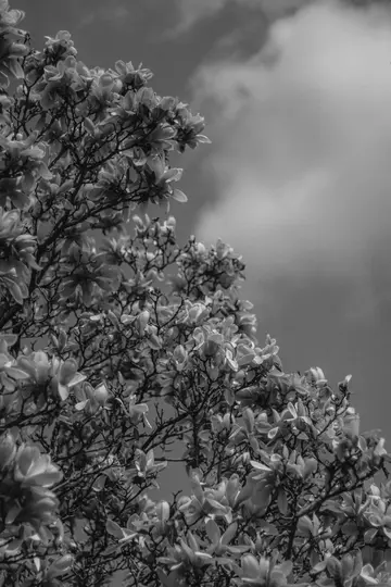 Et sort-hvidt, lavvinklet billede af et magnoliatræ i fuldt flor med talrige lyse blomster og mørke grene.