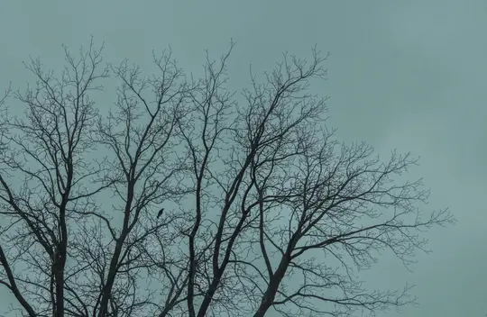 Et skarpt billede af mørke, bare trægrene silhuetteret mod en afdæmpet turkisblå himmel, med en lille sort fugl siddende på