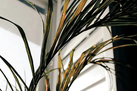 Et nærbillede af en plantes lange, tynde blade, nogle grønne og andre tørre brune og gule, mod en lys hvid…