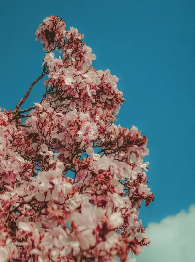 En levende nærbillede af en gren fyldt med sarte lyserøde og hvide blomster, mod en klar, lys blå himmel.
