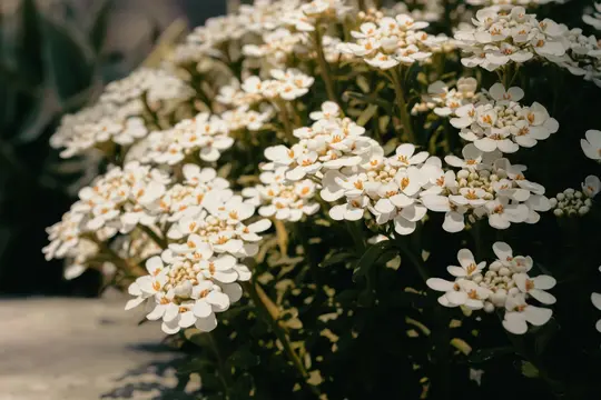 Et nærbillede af talrige små hvide blomster med klare gule centre, omgivet af mørkegrønne blade. Baggrunden…