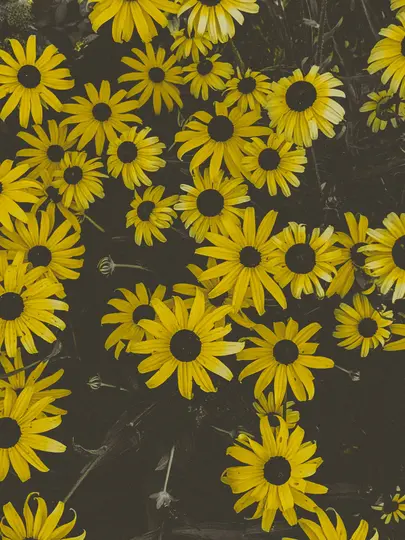 Et nærbillede, set ovenfra, af talrige gule blomster med mørke centre, muligvis sortnålblomster, mod en mørk, afdæmpet