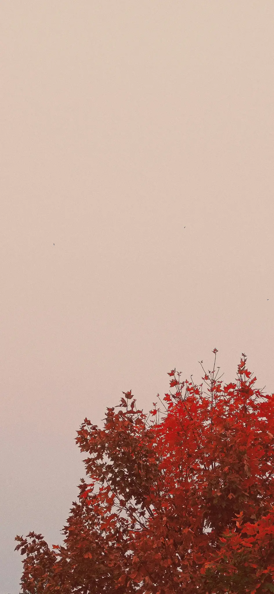 Eine vertikale Aufnahme eines Baumes mit leuchtend roten und orangen Herbstblättern, die das untere Drittel des Rahmens