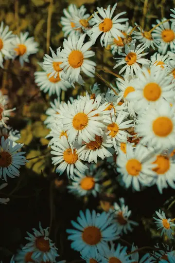 A close-up, top-down view of numerous white daisies with bright yellow centers, surrounded by dark green foliage.