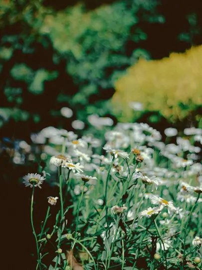 Et mellemnært billede af et mark med hvide margueritter med grønne stilke og blade. Nogle blomster visner.