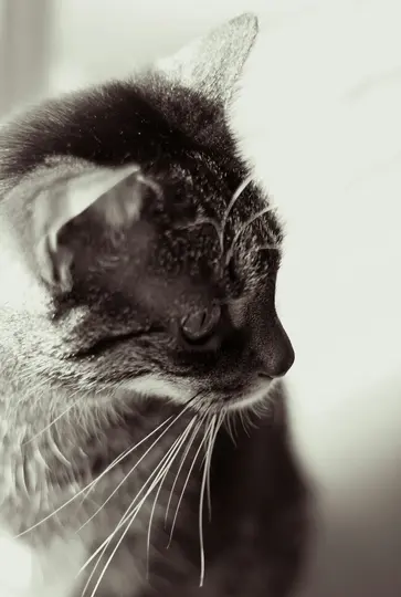 Et sepia-tonet portræt af en kats hoved fra siden, med tabby-mønster og lange knurhår.