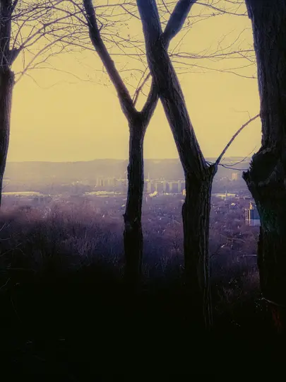 Vista de una ciudad y colinas distantes a través de los troncos oscuros y silueteados y las ramas desnudas de varios árboles