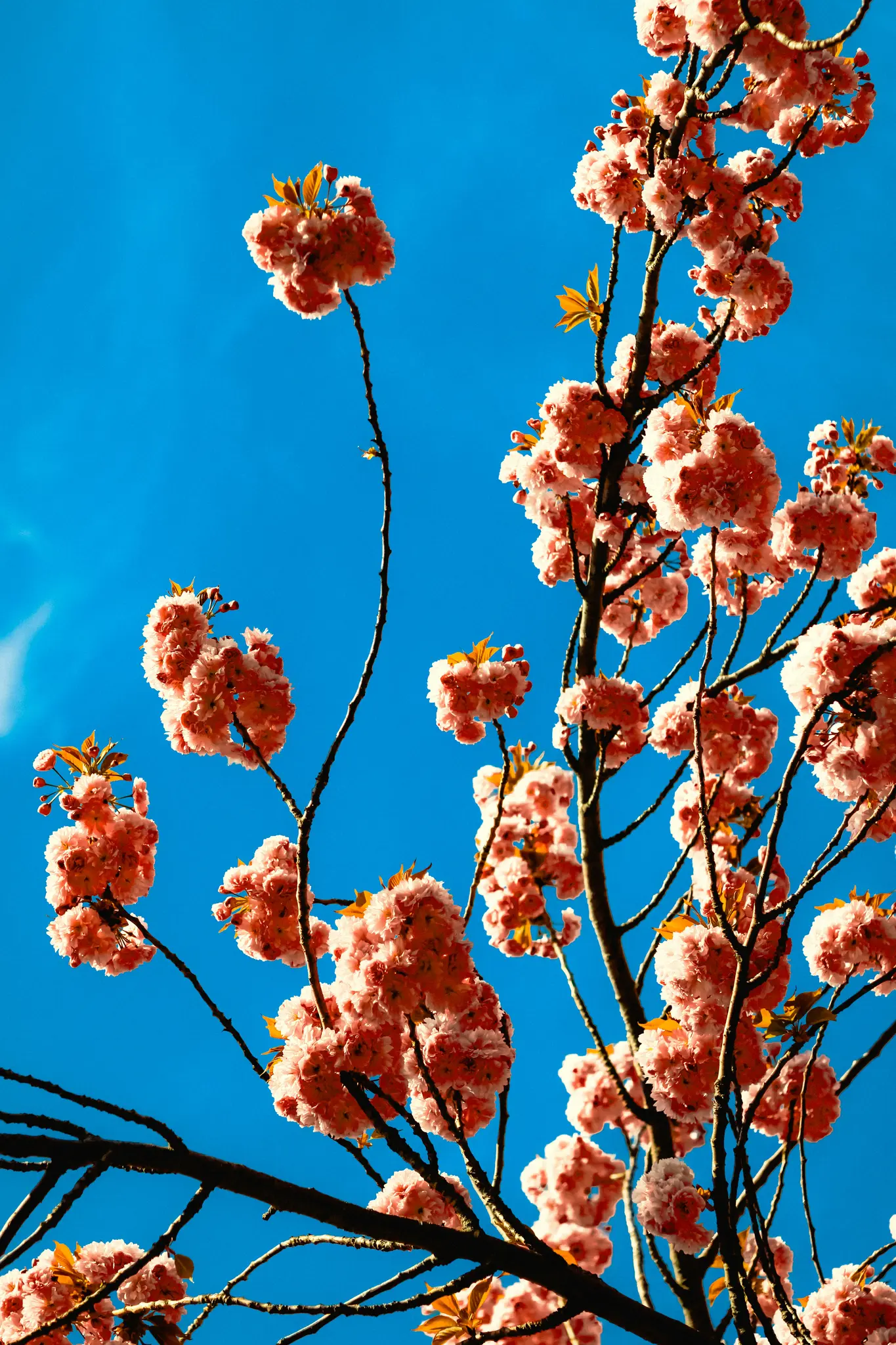 A vibrant close-up of numerous clusters of pink cherry blossoms on dark branches, set against a clear, bright blue sky.