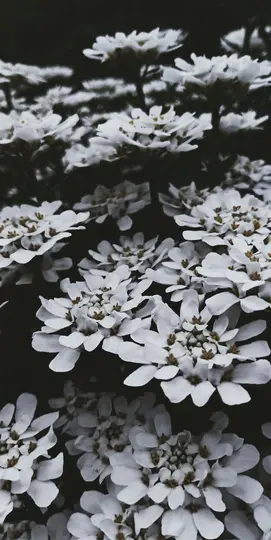 Et nærbillede af talrige små hvide blomster med mørke centre, tæt pakket mod en mørk, ude af fokus baggrund.