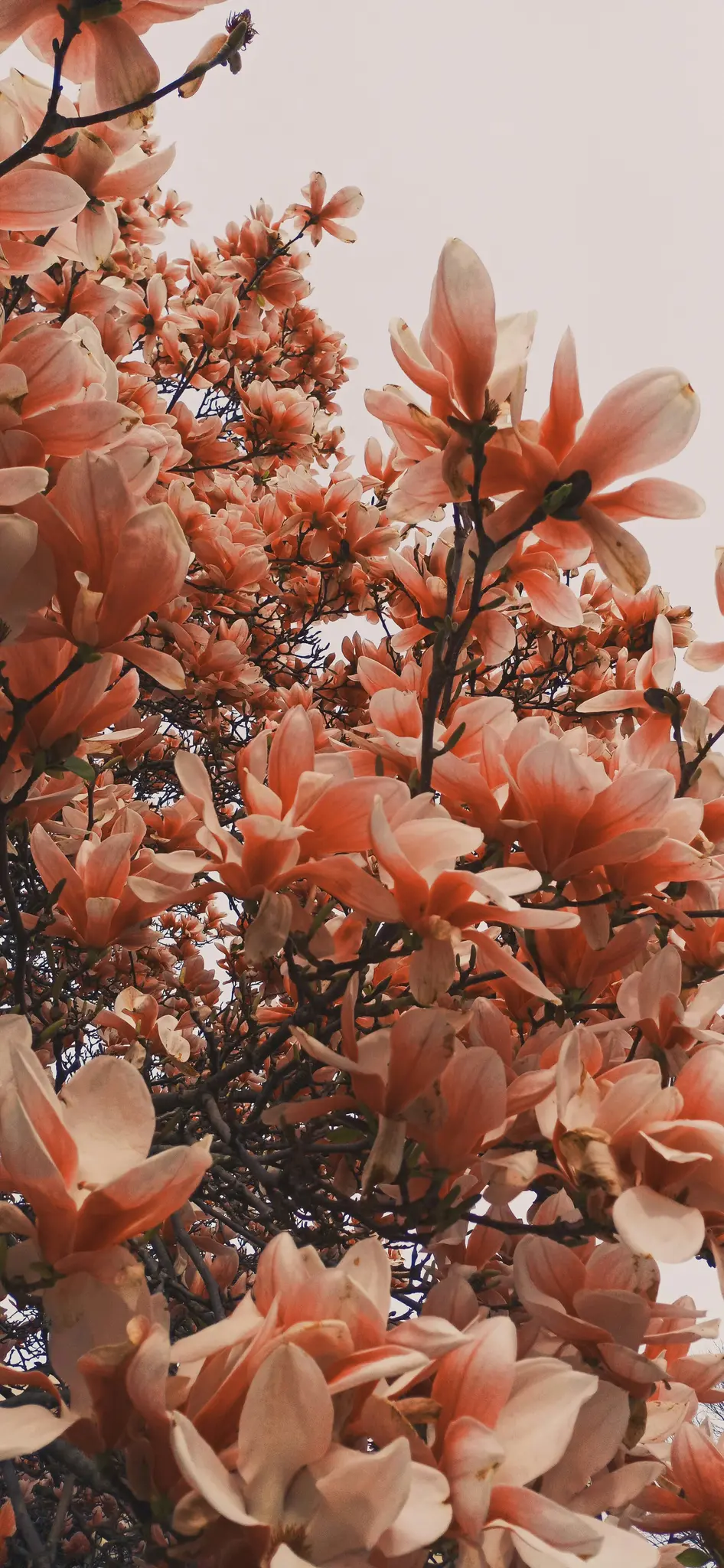 A close-up, low-angle shot of numerous pink and white magnolia flowers blooming on a tree against a bright, overcast sky.