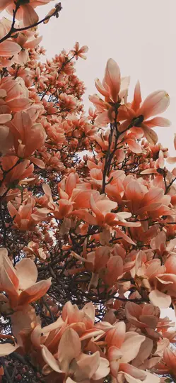 A close-up, low-angle shot of numerous pink and white magnolia flowers blooming on a tree against a bright, overcast sky.
