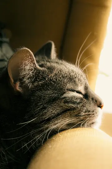 Nærbillede, profil af en sovende gråbrun stribet kat med lukkede øjne og synlige knurhår. Varmt sollys...