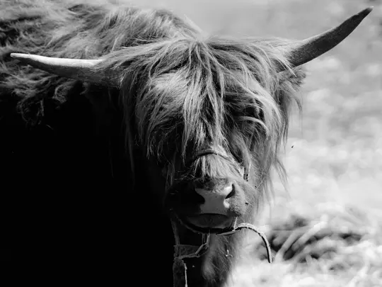 Et sort-hvidt close-up af hovedet på en Highland Cattle. Dens lange, pjuskede pels dækker øjnene, og dens horn krummer opad.