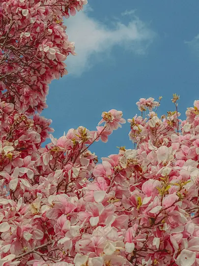 A vibrant close-up shot of numerous pink and white magnolia blossoms filling the frame, set against a clear blue sky with…