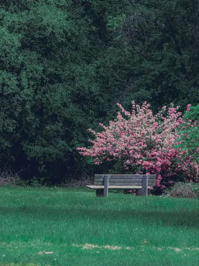 En træparkbænk er centreret på en græsfyldt mark, bag den en levende lyserød blomstrende busk og mørkegrønne træer.
