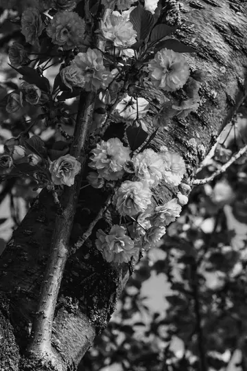 Et sort-hvidt nærbillede af talrige kirsebærblomster med krøllede kronblade, der blomstrer på en tekstureret trægren.