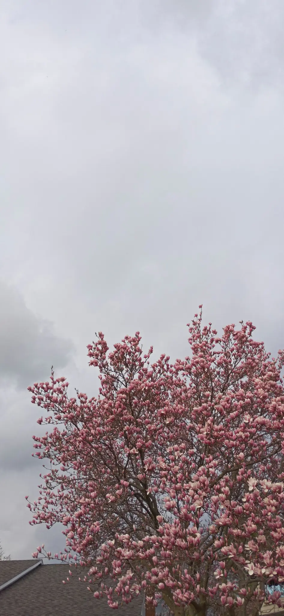 A vibrant pink magnolia tree in full bloom fills the lower half of the frame, set against a soft, overcast grey sky.
