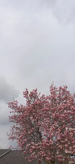 A vibrant pink magnolia tree in full bloom fills the lower half of the frame, set against a soft, overcast grey sky.
