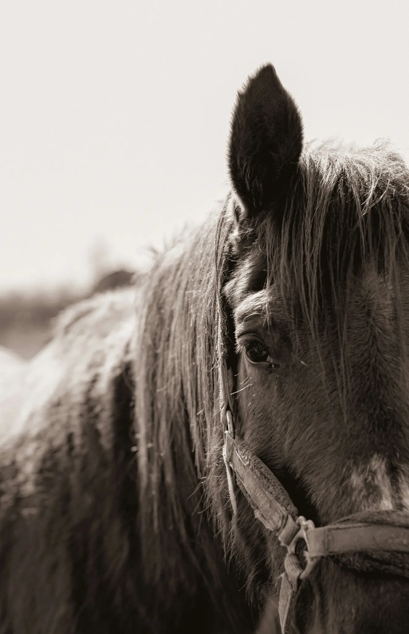 Sepia detail hlavy koně, ukazující tmavou hřívu padající přes jedno oko a ohlávku na obličeji.