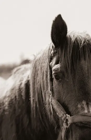 Et sepia-tonet nærbillede af et hestehoved, der viser den mørke manke, der falder over det ene øje, og en grime på ansigtet.