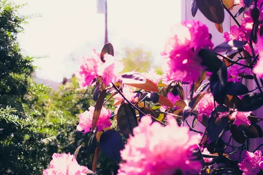 Et nærbillede af lyserøde rhododendronblomster med grønne blade, badet i solskin. Baggrunden er lys, blød…