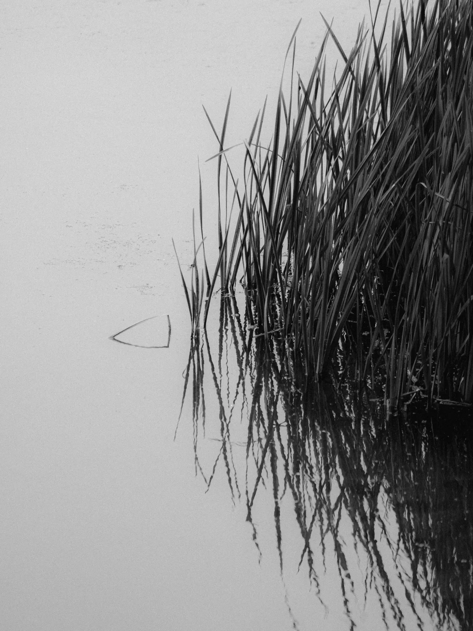 A black and white photo shows a dense cluster of tall, slender reeds emerging from calm, dark water, with their reflections…