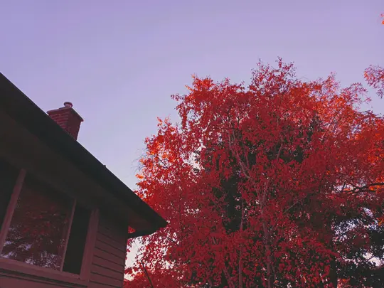 A low-angle shot shows the corner of a house with a brick chimney and a large tree with vibrant red autumn leaves.